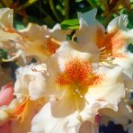 Rododendron hybridný (Rhododendron hybridum) ´ELSIE STRAVER´ - výška 30-40 cm, kont. C5L